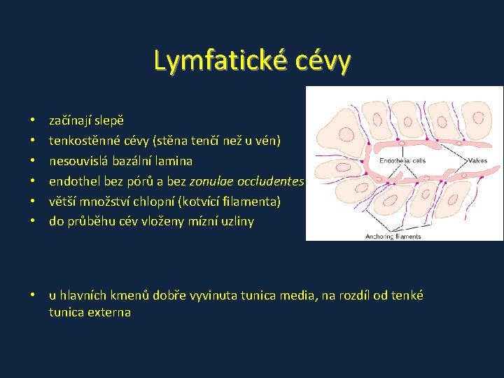 Lymfatické cévy • • • začínají slepě tenkostěnné cévy (stěna tenčí než u vén)