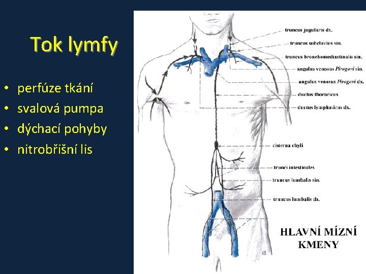 Tok lymfy • • perfúze tkání svalová pumpa dýchací pohyby nitrobřišní lis 