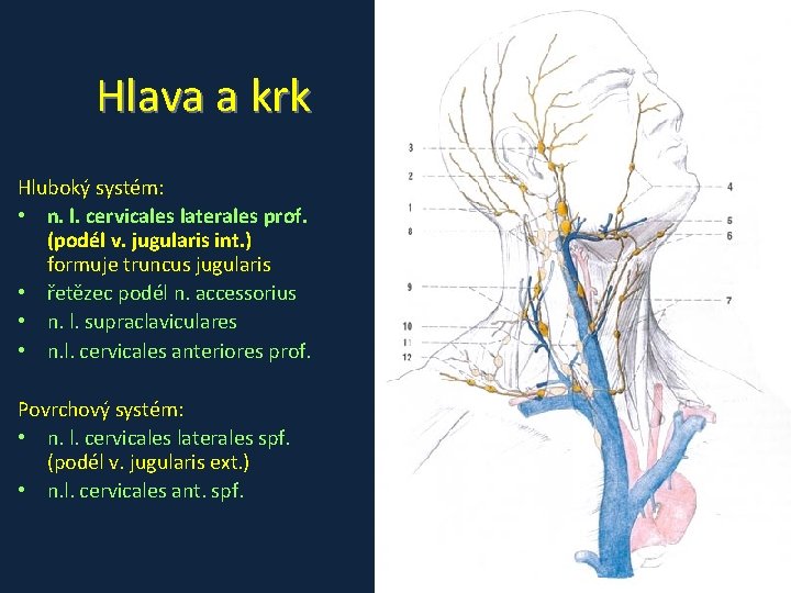Hlava a krk Hluboký systém: • n. l. cervicales laterales prof. (podél v. jugularis