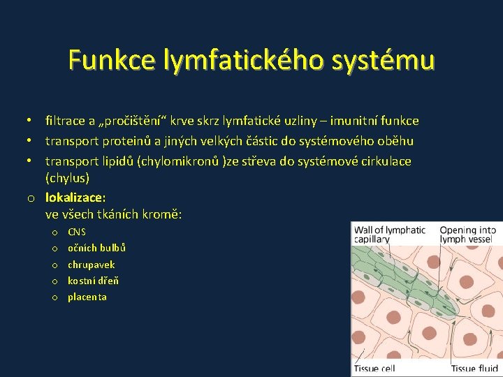 Funkce lymfatického systému • filtrace a „pročištění“ krve skrz lymfatické uzliny – imunitní funkce