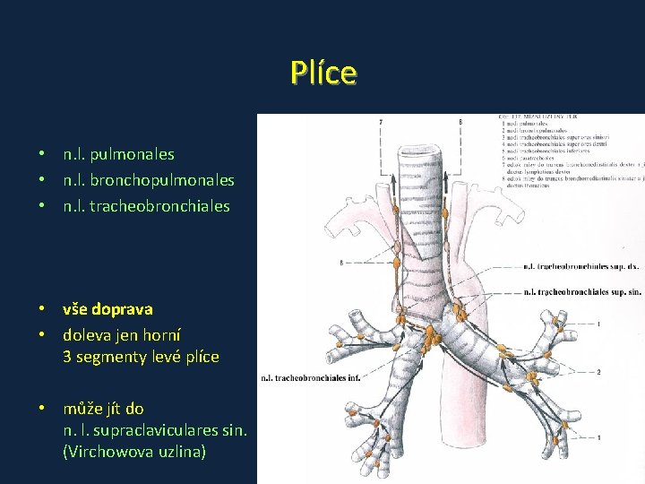 Plíce • n. l. pulmonales • n. l. bronchopulmonales • n. l. tracheobronchiales •