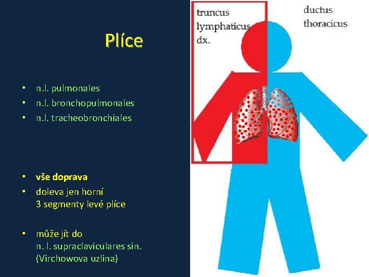 Plíce • n. l. pulmonales • n. l. bronchopulmonales • n. l. tracheobronchiales •