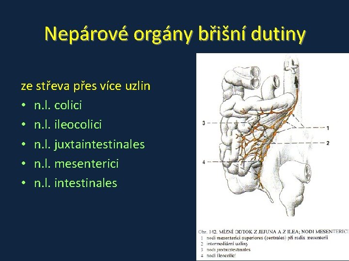 Nepárové orgány břišní dutiny ze střeva přes více uzlin • n. l. colici •