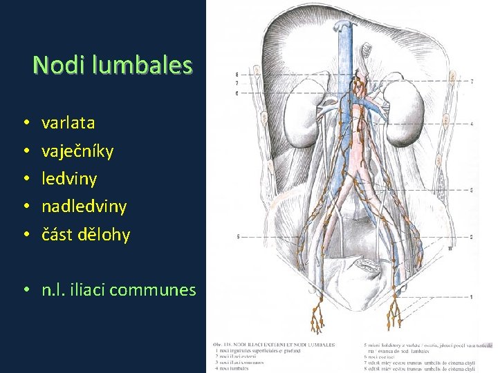 Nodi lumbales • • • varlata vaječníky ledviny nadledviny část dělohy • n. l.