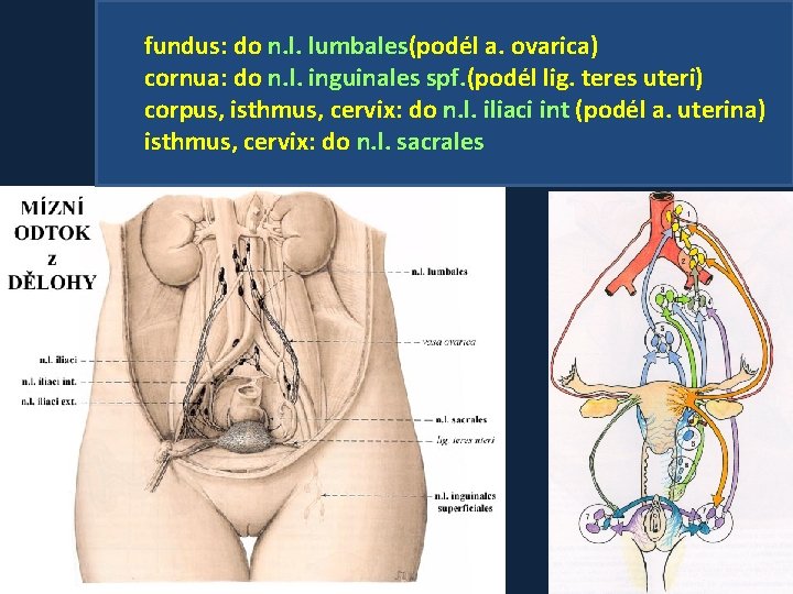 fundus: do n. l. lumbales(podél a. ovarica) cornua: do n. l. inguinales spf. (podél