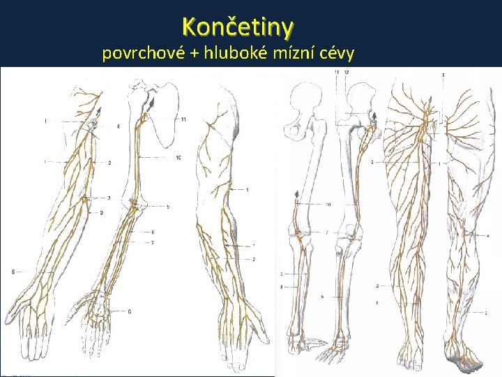 Končetiny povrchové + hluboké mízní cévy 