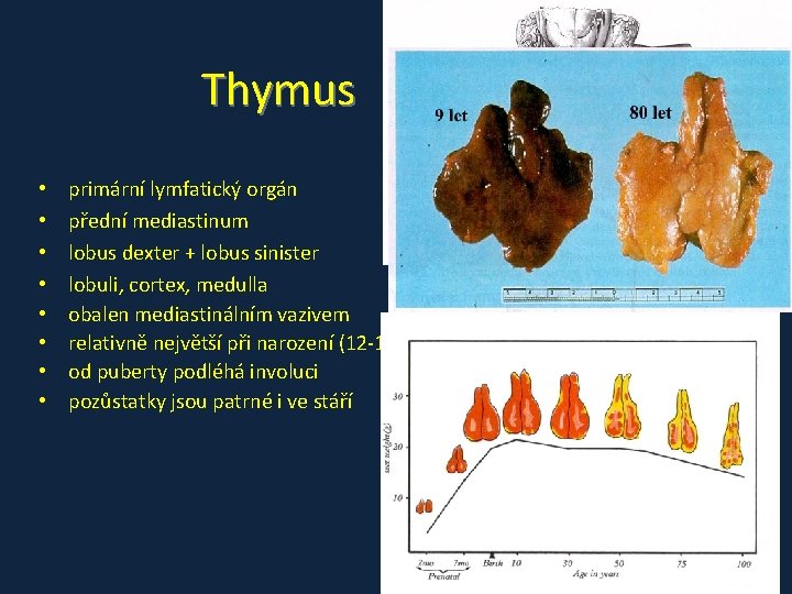 Thymus • • primární lymfatický orgán přední mediastinum lobus dexter + lobus sinister lobuli,