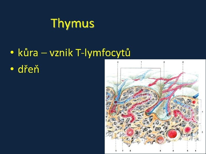 Thymus • kůra – vznik T-lymfocytů • dřeň 