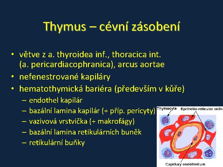 Thymus – cévní zásobení • větve z a. thyroidea inf. , thoracica int. (a.