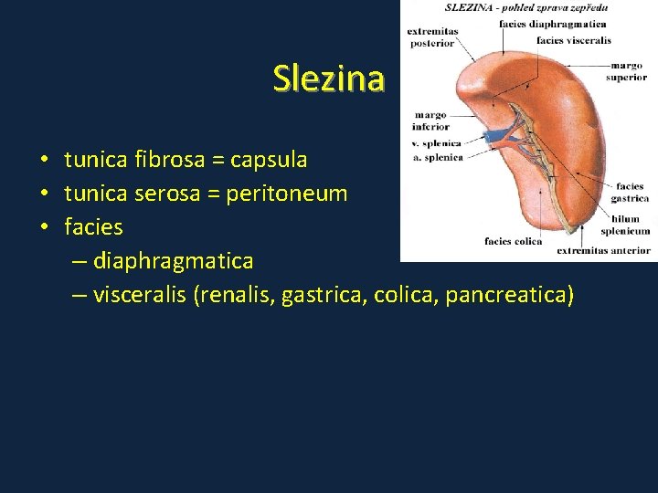 Slezina • tunica fibrosa = capsula • tunica serosa = peritoneum • facies –