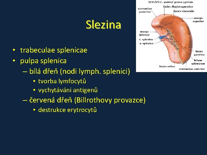 Slezina • trabeculae splenicae • pulpa splenica – bílá dřeň (nodi lymph. splenici) •