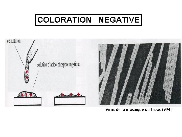 COLORATION NEGATIVE Virus de la mosaïque du tabac (VMT COLORATION NEGATIVE Virus de la mosaïque du tabac (VMT