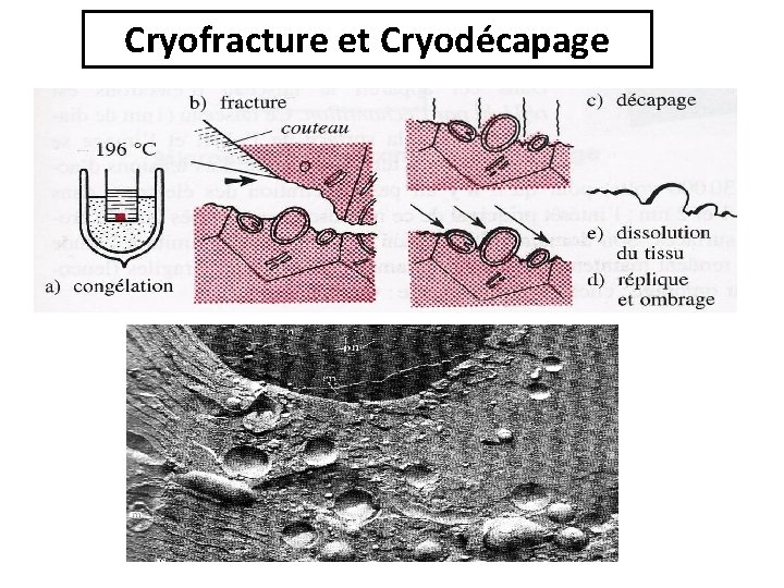 Cryofracture et Cryodécapage Cryofracture et Cryodécapage