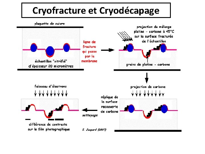Cryofracture et Cryodécapage Cryofracture et Cryodécapage