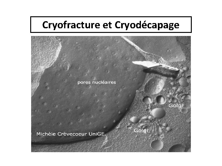 Cryofracture et Cryodécapage Cryofracture et Cryodécapage