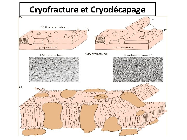 Cryofracture et Cryodécapage Cryofracture et Cryodécapage