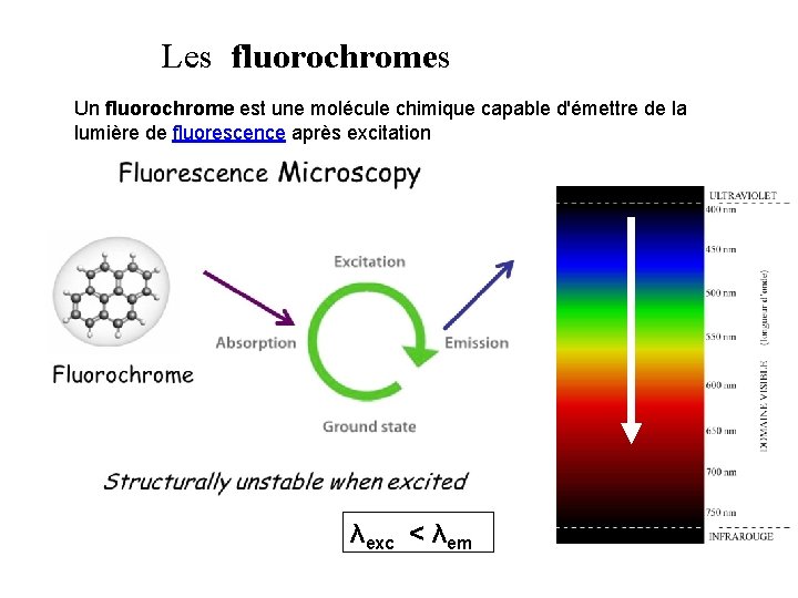 Les fluorochromes Un fluorochrome est une molécule chimique capable d'émettre de la lumière de Les fluorochromes Un fluorochrome est une molécule chimique capable d'émettre de la lumière de