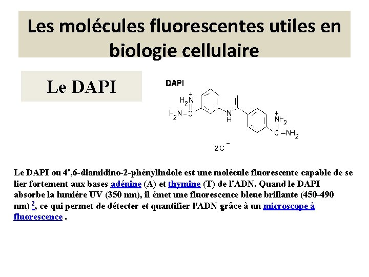 Les molécules fluorescentes utiles en biologie cellulaire Le DAPI ou 4', 6 -diamidino-2 -phénylindole Les molécules fluorescentes utiles en biologie cellulaire Le DAPI ou 4', 6 -diamidino-2 -phénylindole