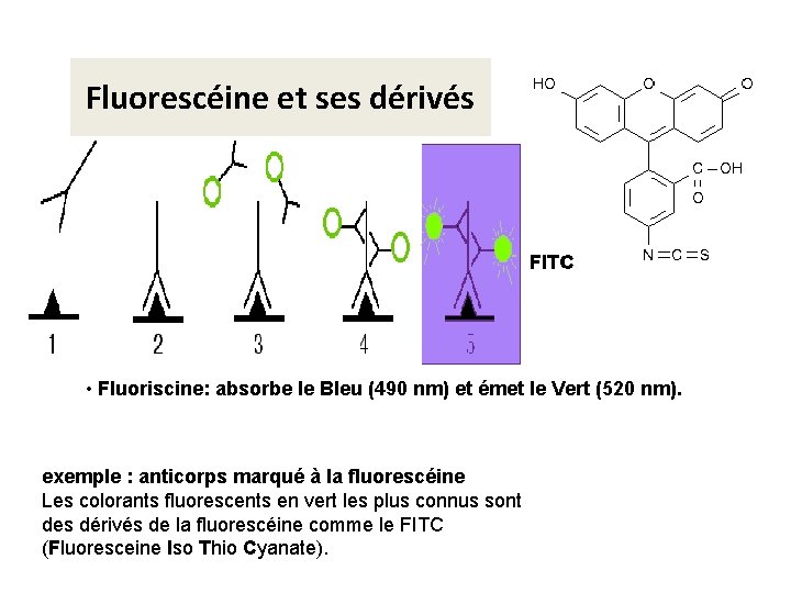Fluorescéine et ses dérivés • Fluoriscine: absorbe le Bleu (490 nm) et émet le Fluorescéine et ses dérivés • Fluoriscine: absorbe le Bleu (490 nm) et émet le