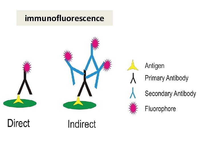 immunofluorescence immunofluorescence