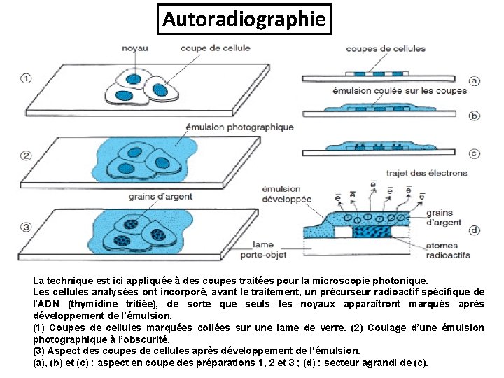 Autoradiographie La technique est ici appliquée à des coupes traitées pour la microscopie photonique. Autoradiographie La technique est ici appliquée à des coupes traitées pour la microscopie photonique.