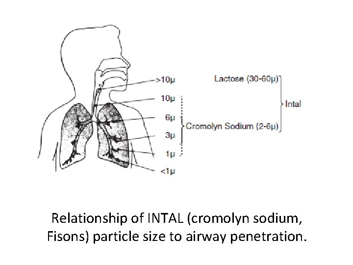 Relationship of INTAL (cromolyn sodium, Fisons) particle size to airway penetration. 