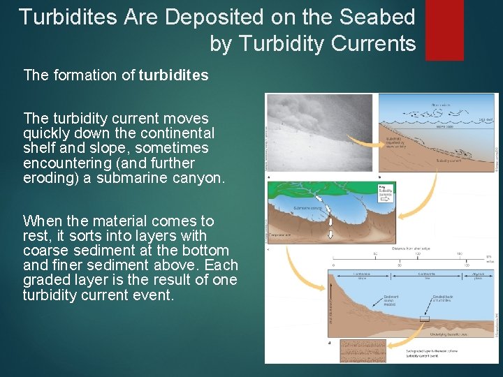 Turbidites Are Deposited on the Seabed by Turbidity Currents The formation of turbidites The