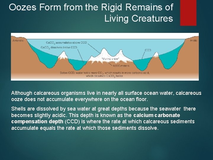 Oozes Form from the Rigid Remains of Living Creatures Although calcareous organisms live in