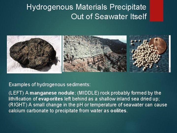 Hydrogenous Materials Precipitate Out of Seawater Itself Examples of hydrogenous sediments: (LEFT) A manganese