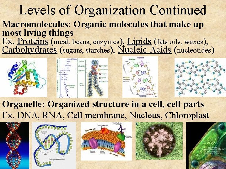 Levels of Organization Continued Macromolecules: Organic molecules that make up most living things Ex.