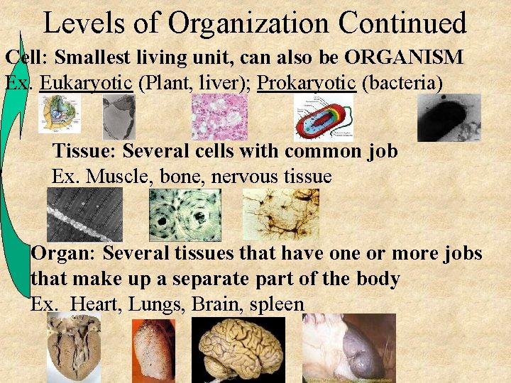 Levels of Organization Continued Cell: Smallest living unit, can also be ORGANISM Ex. Eukaryotic