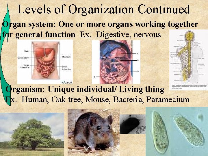 Levels of Organization Continued Organ system: One or more organs working together for general