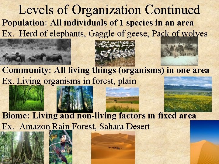 Levels of Organization Continued Population: All individuals of 1 species in an area Ex.