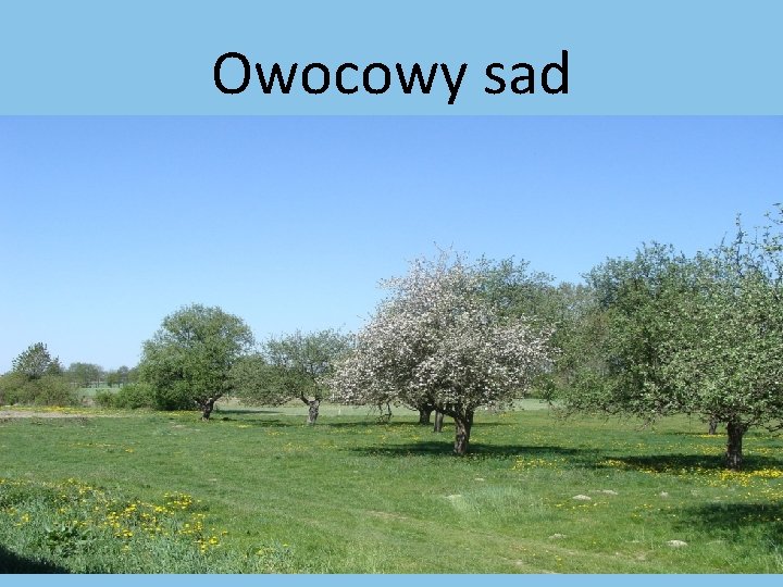 Owocowy sad 