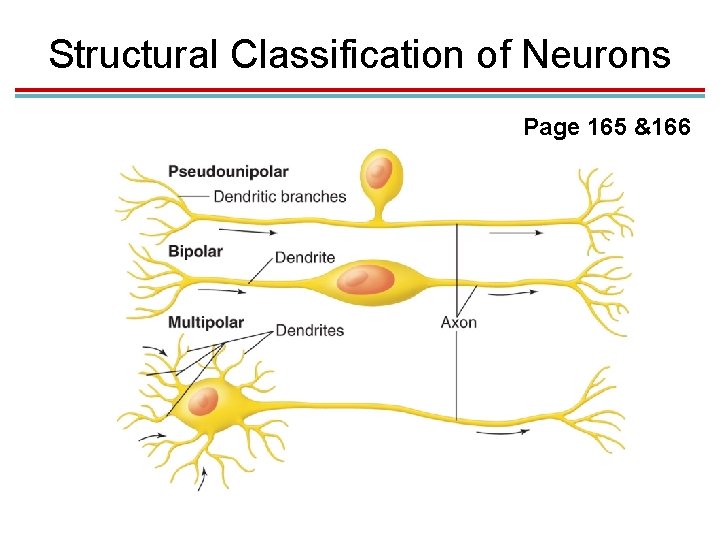 Structural Classification of Neurons Page 165 &166 Structural Classification of Neurons Page 165 &166