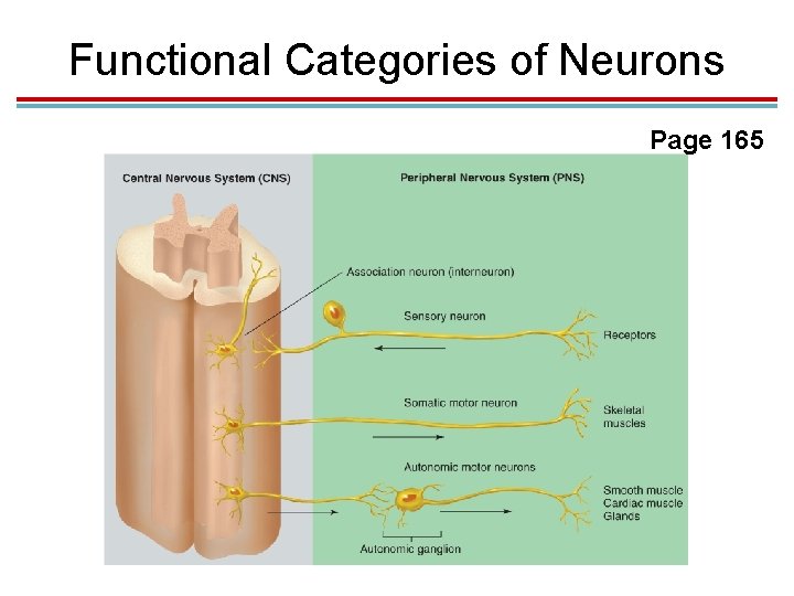 Functional Categories of Neurons Page 165 Functional Categories of Neurons Page 165