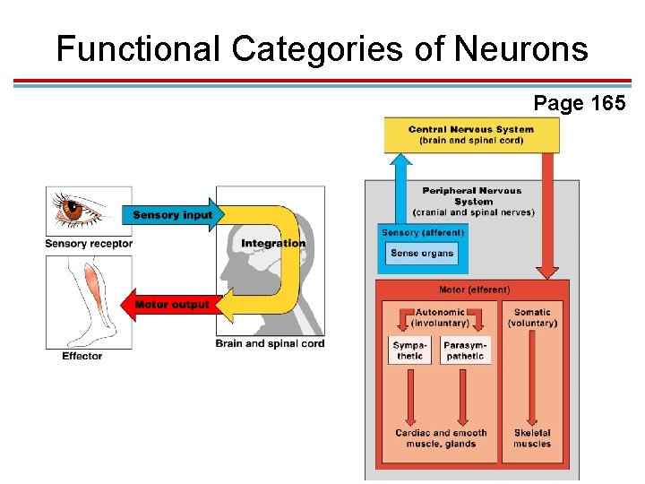 Functional Categories of Neurons Page 165 Functional Categories of Neurons Page 165