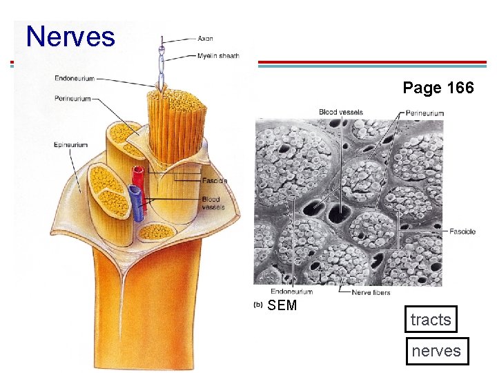 Nerves Page 166 SEM tracts nerves Nerves Page 166 SEM tracts nerves