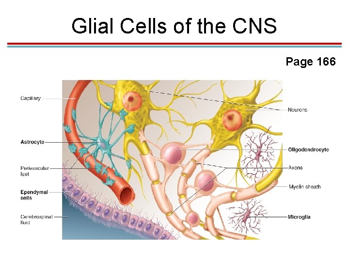 Glial Cells of the CNS Page 166 Glial Cells of the CNS Page 166