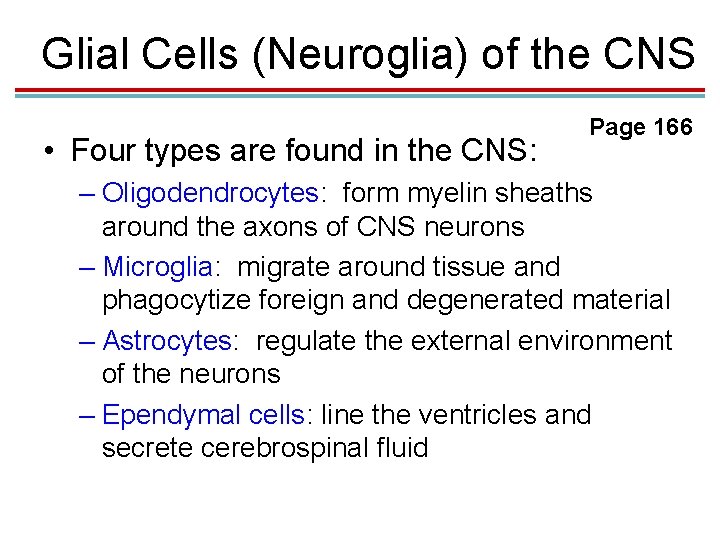 Glial Cells (Neuroglia) of the CNS • Four types are found in the CNS: Glial Cells (Neuroglia) of the CNS • Four types are found in the CNS:
