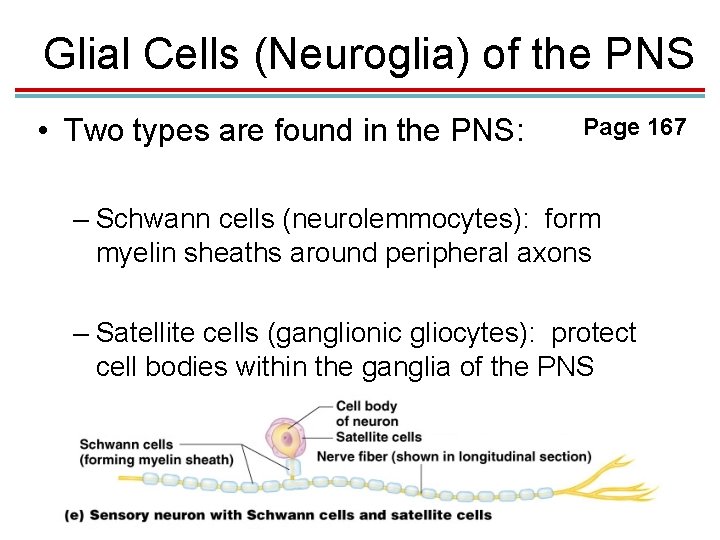Glial Cells (Neuroglia) of the PNS • Two types are found in the PNS: Glial Cells (Neuroglia) of the PNS • Two types are found in the PNS: