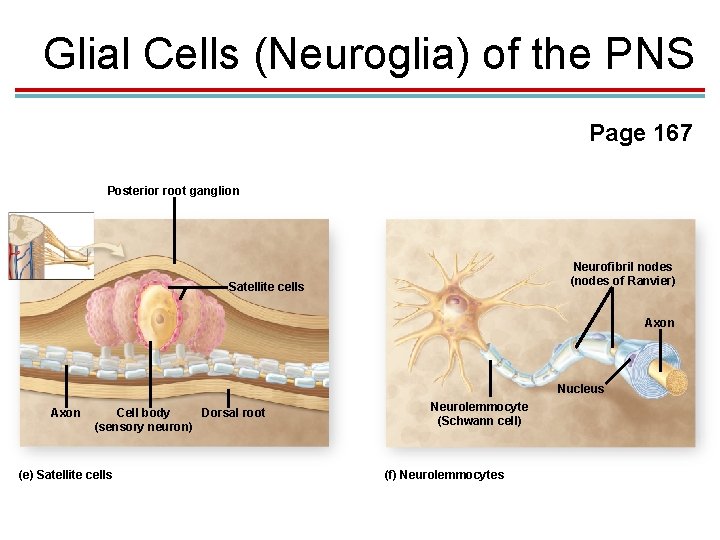 Glial Cells (Neuroglia) of the PNS Page 167 Posterior root ganglion Neurofibril nodes (nodes Glial Cells (Neuroglia) of the PNS Page 167 Posterior root ganglion Neurofibril nodes (nodes