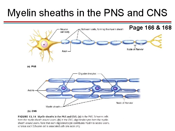 Myelin sheaths in the PNS and CNS Page 166 & 168 Myelin sheaths in the PNS and CNS Page 166 & 168