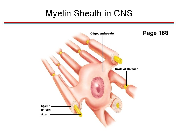 Myelin Sheath in CNS Page 168 Oligodendrocyte Node of Ranvier Myelin sheath Axon Myelin Sheath in CNS Page 168 Oligodendrocyte Node of Ranvier Myelin sheath Axon