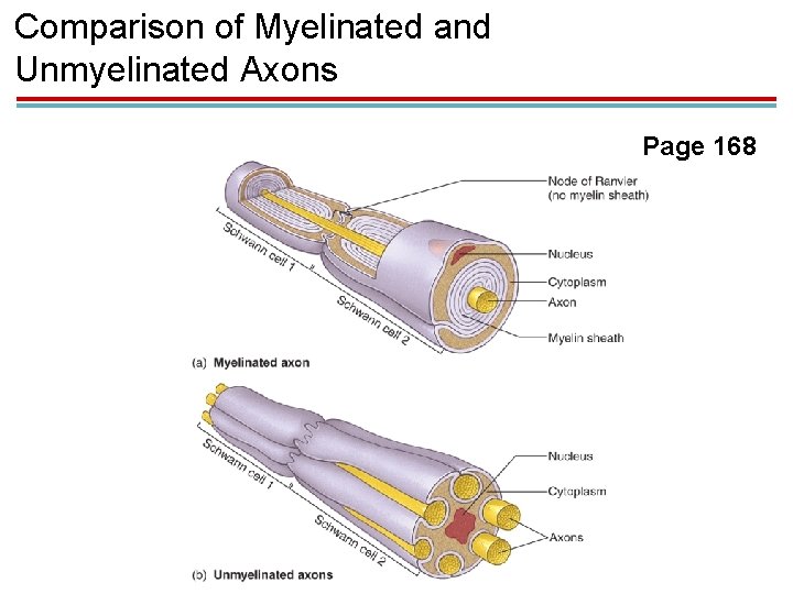 Comparison of Myelinated and Unmyelinated Axons Page 168 Comparison of Myelinated and Unmyelinated Axons Page 168