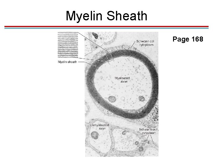 Myelin Sheath Page 168 Myelin Sheath Page 168