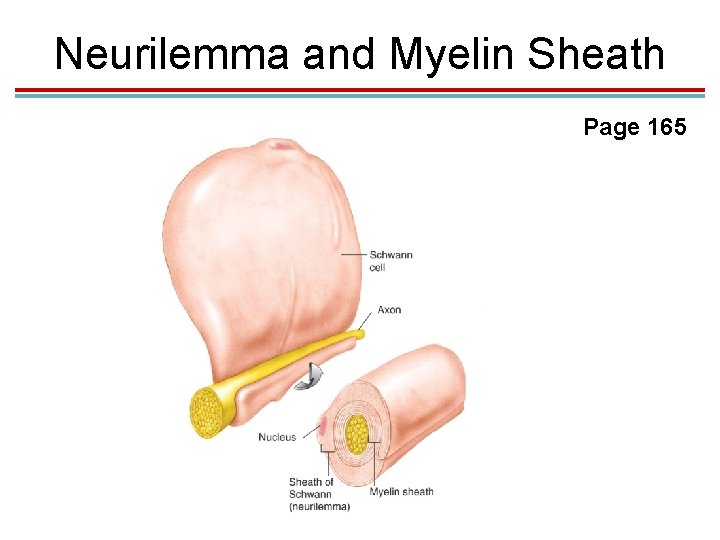 Neurilemma and Myelin Sheath Page 165 Neurilemma and Myelin Sheath Page 165