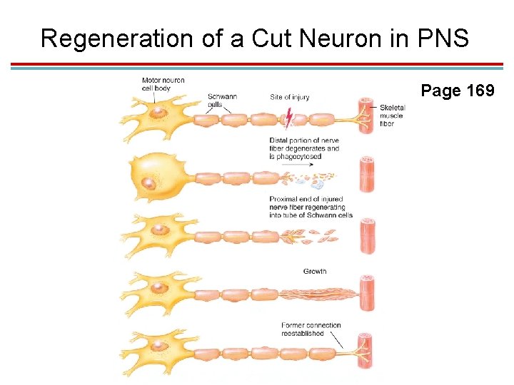 Regeneration of a Cut Neuron in PNS Page 169 Regeneration of a Cut Neuron in PNS Page 169