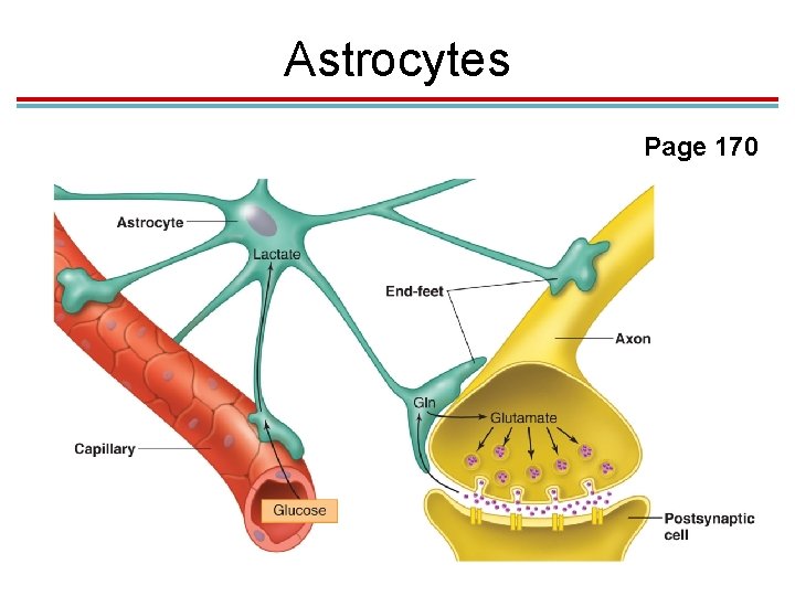 Astrocytes Page 170 Astrocytes Page 170