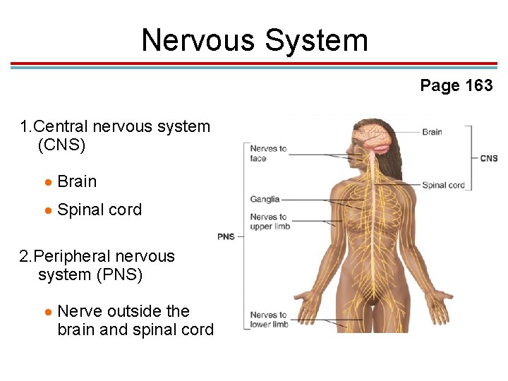 Nervous System Page 163 1. Central nervous system (CNS) Brain Spinal cord 2. Peripheral Nervous System Page 163 1. Central nervous system (CNS) Brain Spinal cord 2. Peripheral
